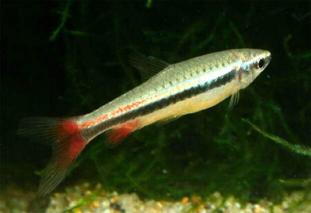 Самые маленькие аквариумные (нано) рыбки Нанностомус нитидус (Nannostomus nitidus), фото картинка рыбы изображение