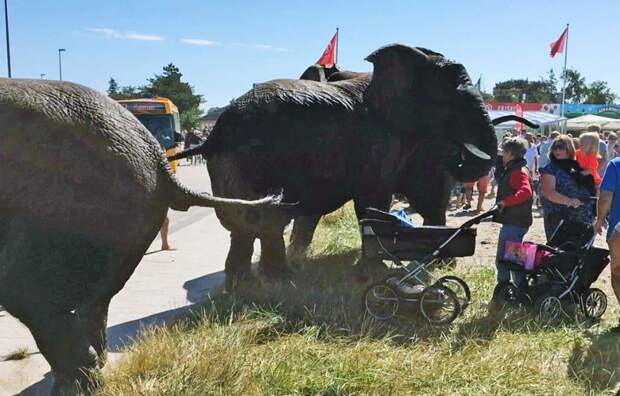 Рассвирепевший цирковой слон сорвался на автомобиле (9 фото) Рассвирепевший цирковой слон сорвался на автомобиле (9 фото)
