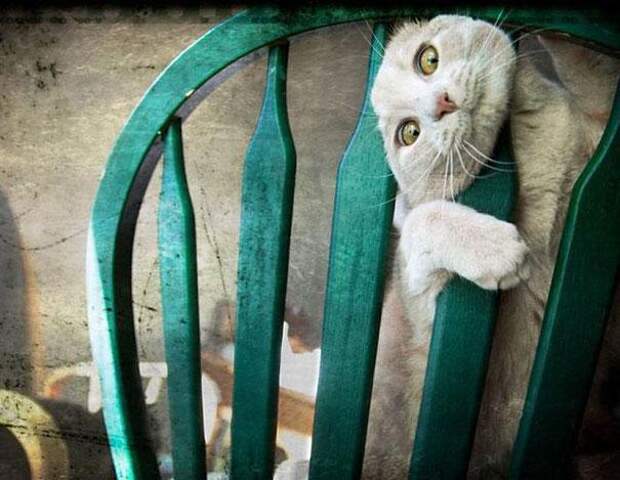 кот застрял