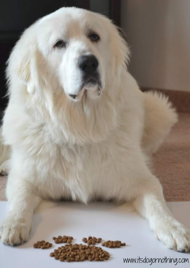 pawTree