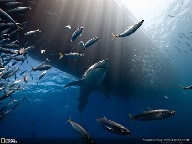 лучшие снимки фотоконкурса National Geographic 2014 белые акулы