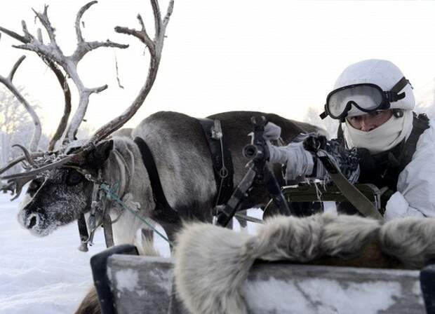 Езда на оленях и собаках: необычные учения арктической бригады арктика, войска, учения