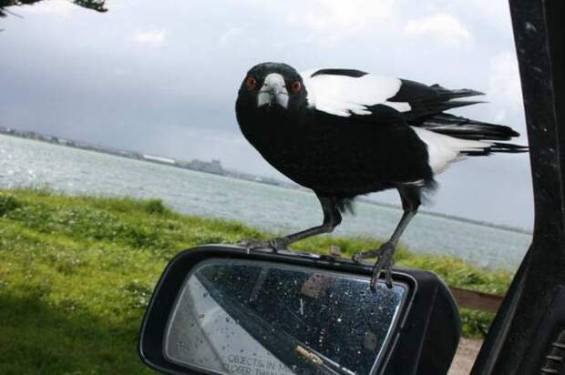 Прикольные картинки (90 фото) Прикольные картинки (90 фото)