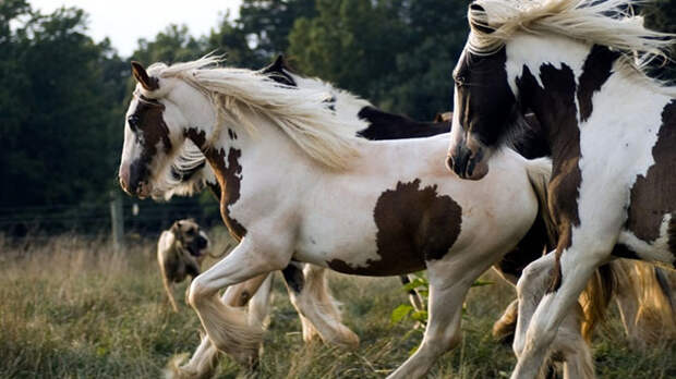 15 лошадей, от красоты которых перехватывает дыхание