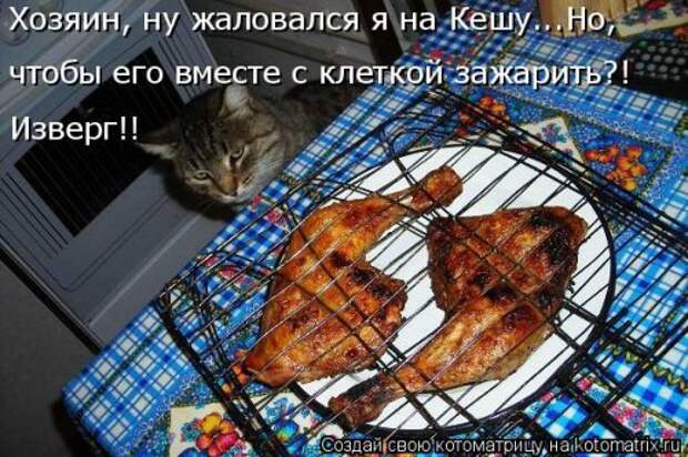 Новая котоматрица для хорошего настроения (32 фото)