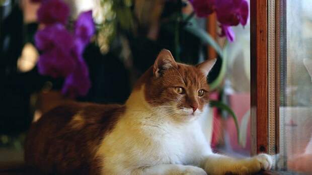 Коты, смотрящие в окно коты, окно, фотографии
