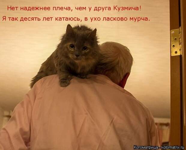 Отличная котоматрица для поднятия настроения (40 фото)