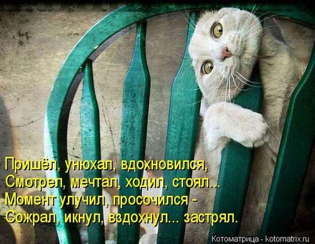 Лучшие котоматрицы недели