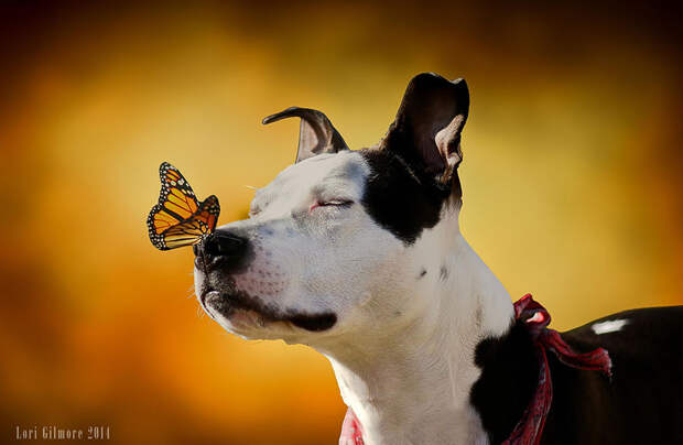 Сказочные фотографии животных с бабочками  бабочка, животное, фото