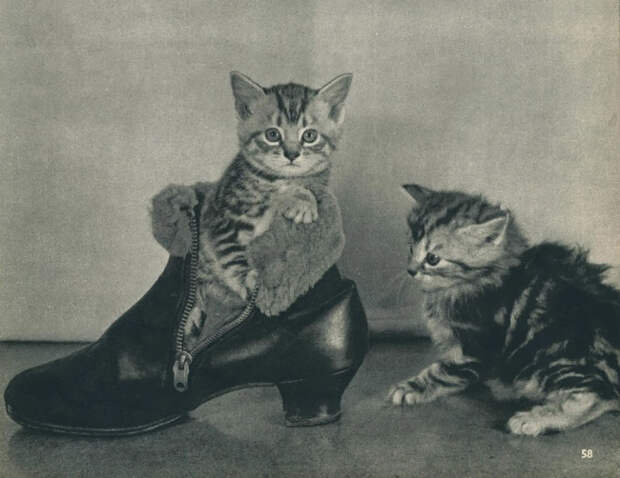 старинные открытки с котами 