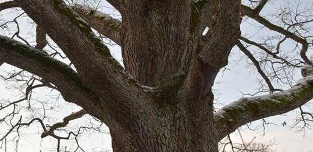 В Сочи обследовали старейший дуб размером с 10-этажный дом