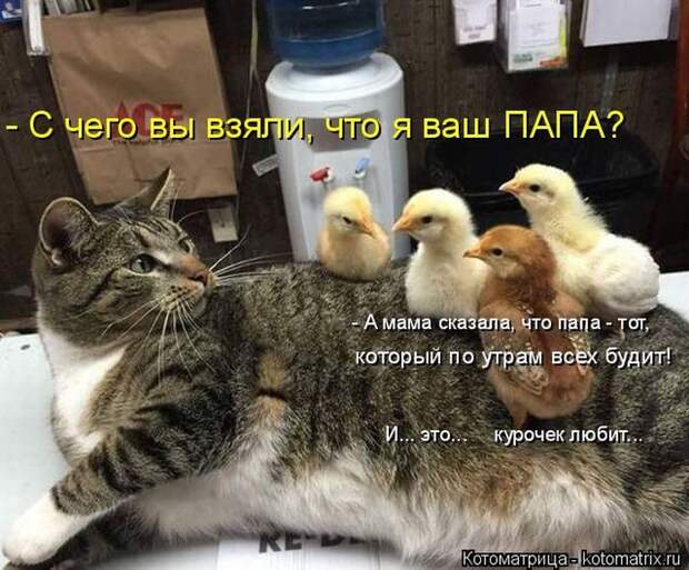 Лучшие котоматрицы недели