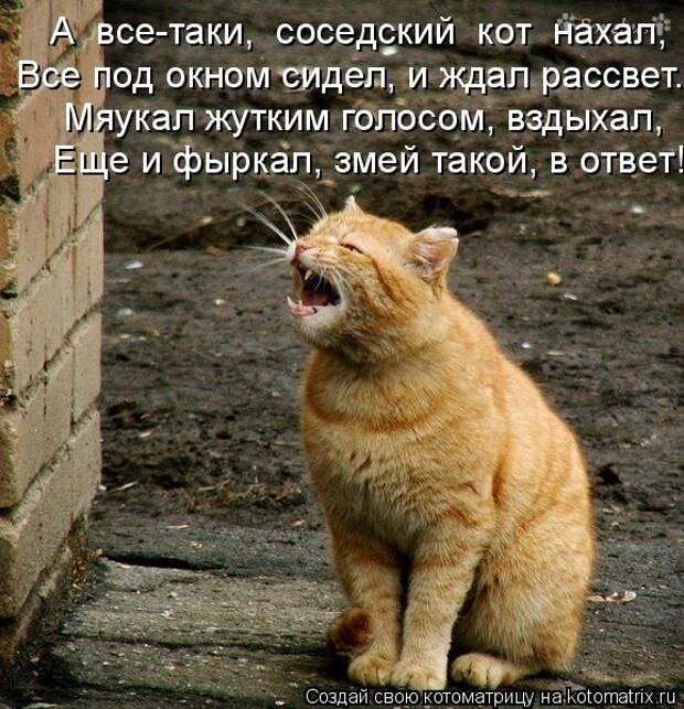 Котоматрица про любовь (часть 2)