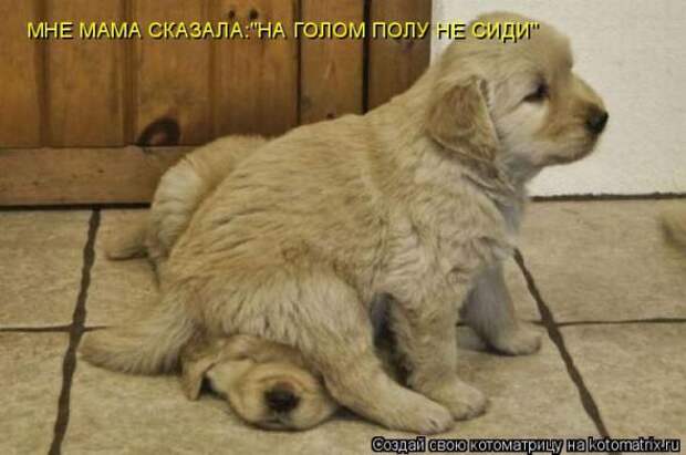 Котоматрицы (картинки с надписями)