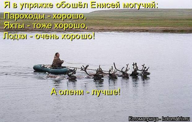 Лучшие котоматрицы недели (50 фото)