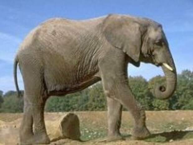 Слоны издают звуки на низких частотах