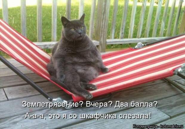 Котоматрица на Бугаге (28 фото)