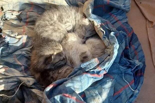 В Дагестане спасли троих котят, найденных на чердаке под разрушенной крышей