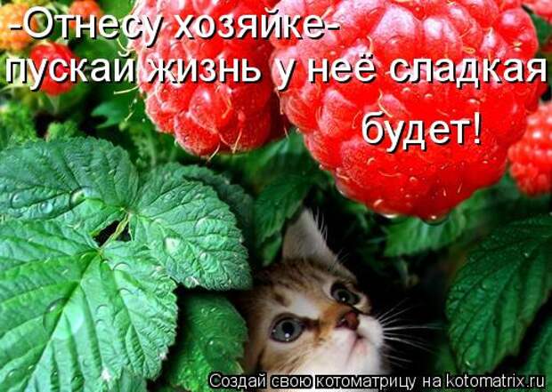 Котоматрица - -Отнесу хозяйке- пускай жизнь у неё сладкая будет!