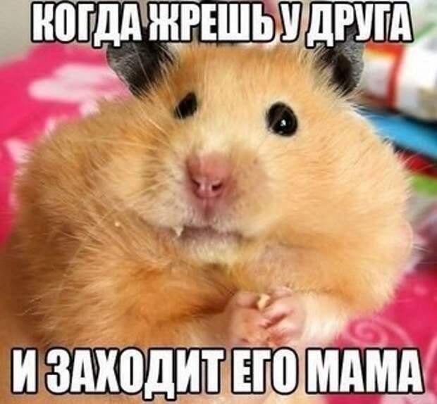 Смешные картинки с надписями прикол, юмор