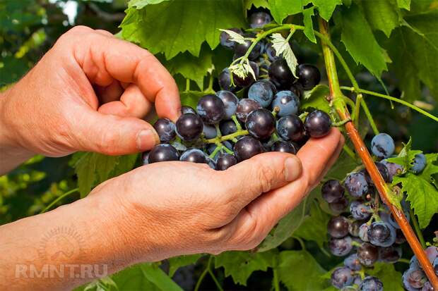 Умный виноградник: основы основ