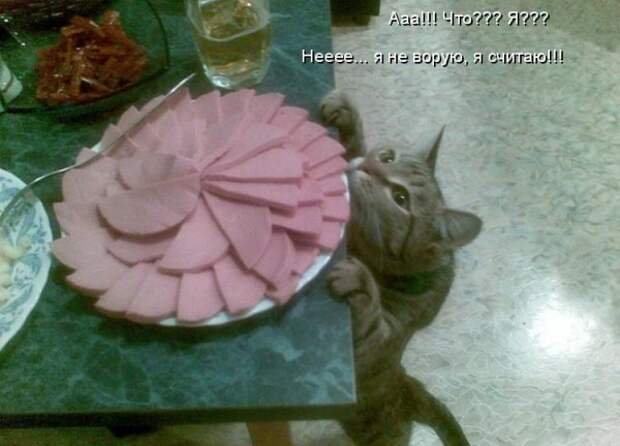 Котоматрица 9