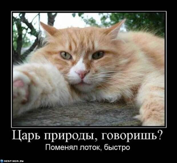 Демотиваторов у нас столько, что всех и не пересмотришь.