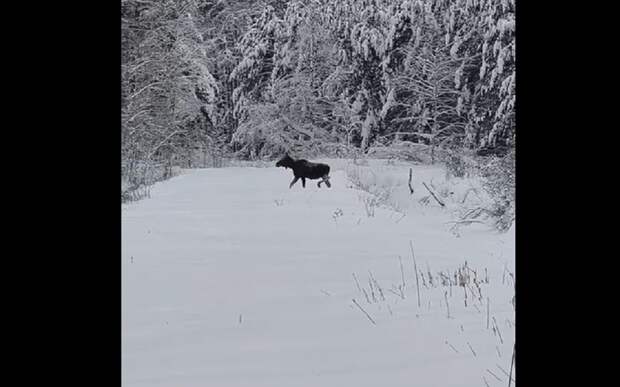 Под Рязанью сняли пробирающегося по снегу лося