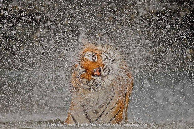 Признание. кадр, фото