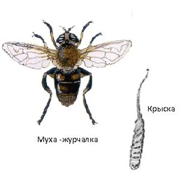 Журчалка обыкновенная рисунок