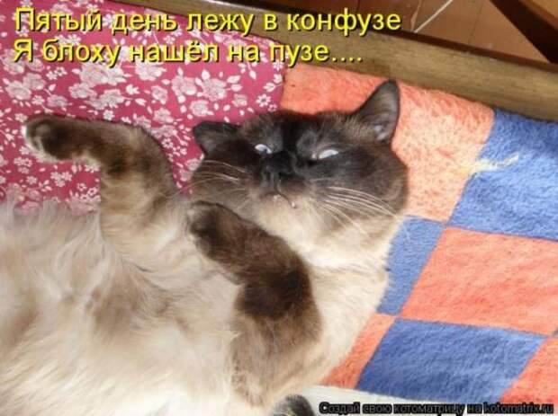 Котоматрица