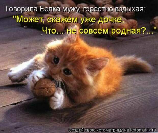 Прикольные коты в котоматрицах.