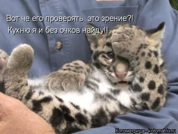 Еженедельная котоматрица (26 фото)