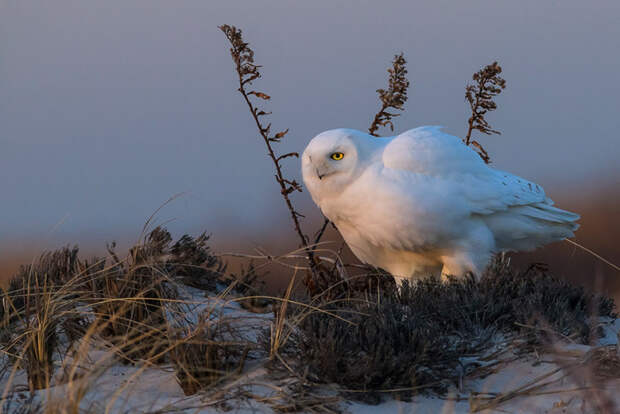 Полярная сова, Заповедник Otis Pike Fire Island High Dune Нью-Йорк