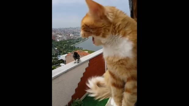 Автор видео стал свидетелем смешного диалога своего кота и прилетевшей вороны