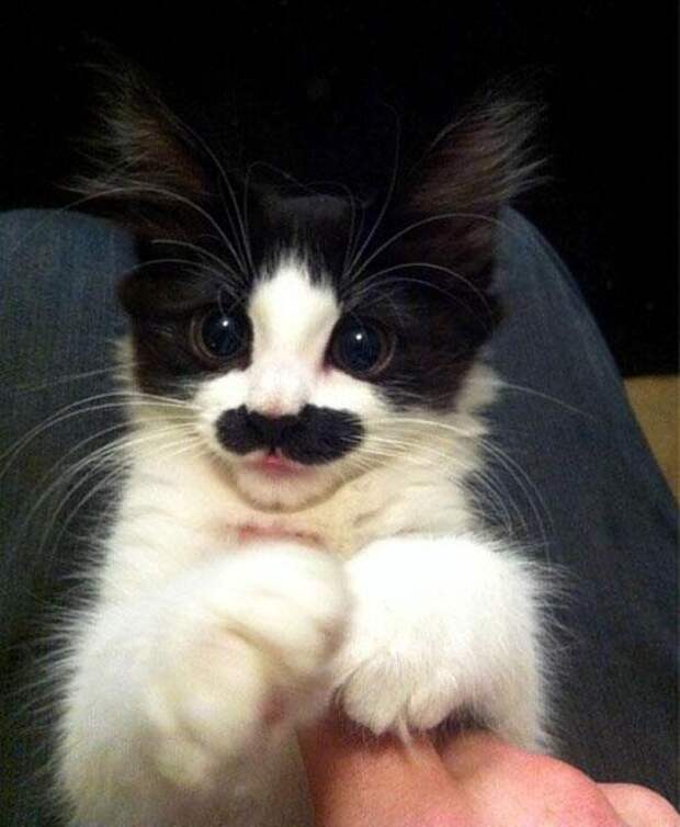 у животных усы котёнок