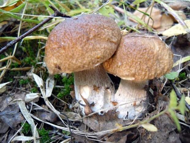 Такие грибы можно есть без опаски