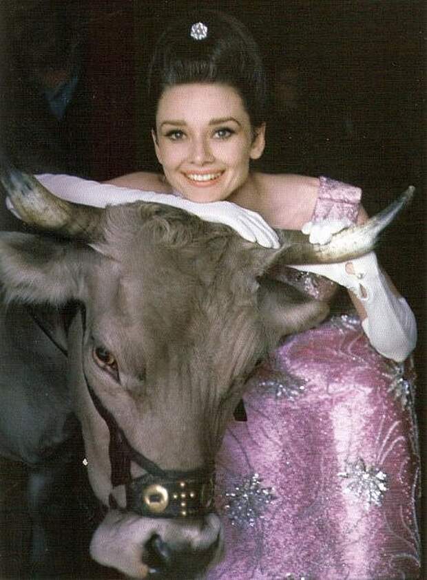 Одри Хепберн и животные: бык / Audrey Hepburn and animals: bull. Photo 