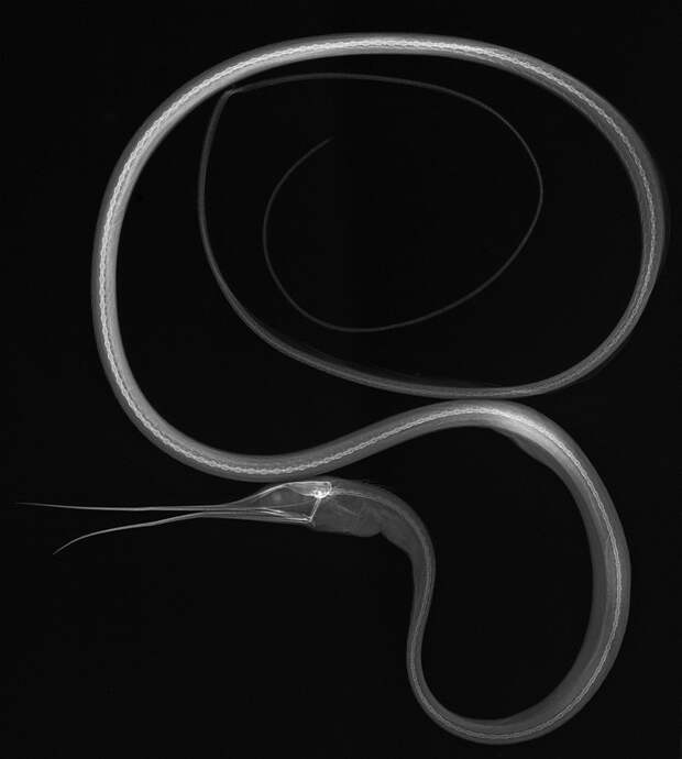 Рыба Slender snipe eel океан, рентген, рыба