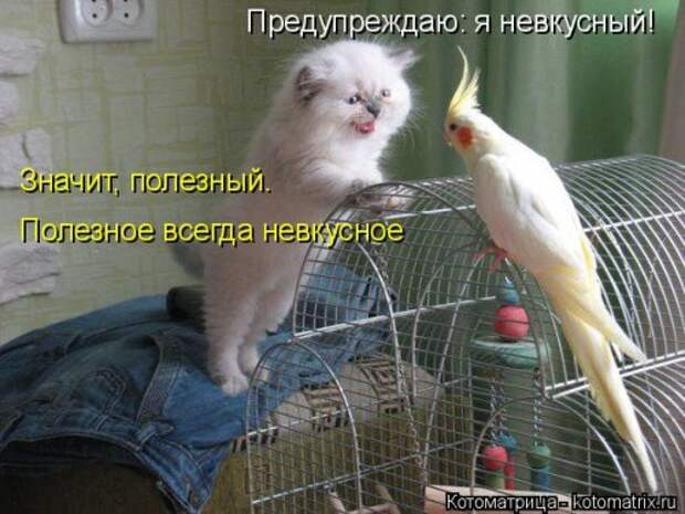 Новая котоматрица для всех (23 фото)