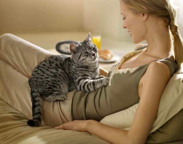 кошка топчется