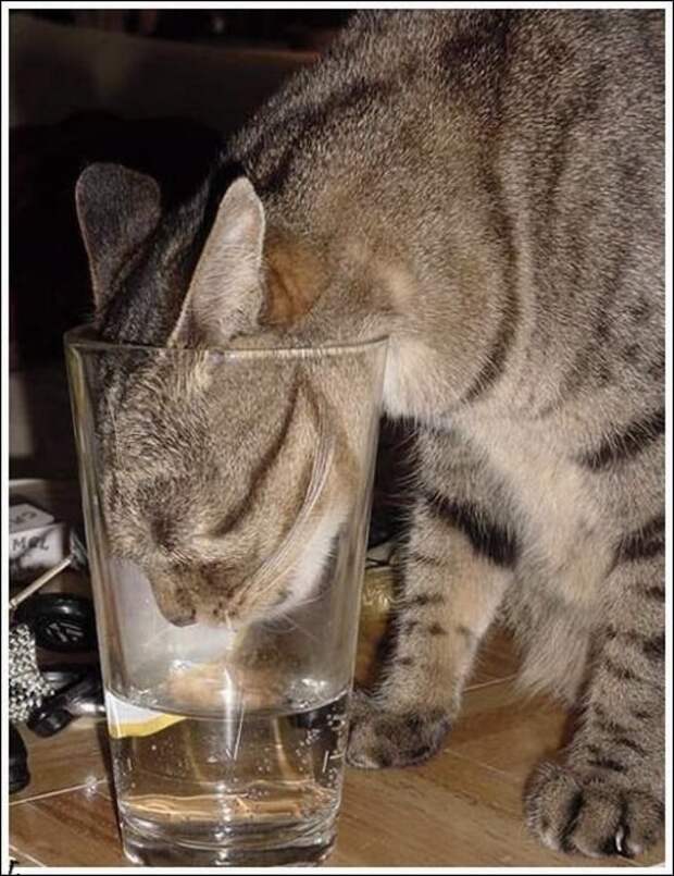 Видео хочу выпить. Кот пьет. Кот пьет из стакана. Кот выпивает. Животные с похмелья.