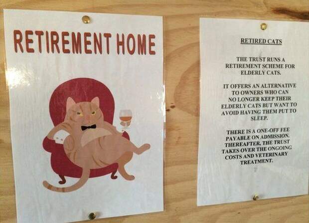 Дом престарелых для котов
