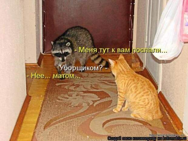 Котоматрица Котоматрица