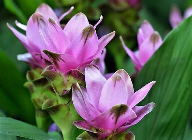Curcuma_ot_DSCN1753 (4)-1