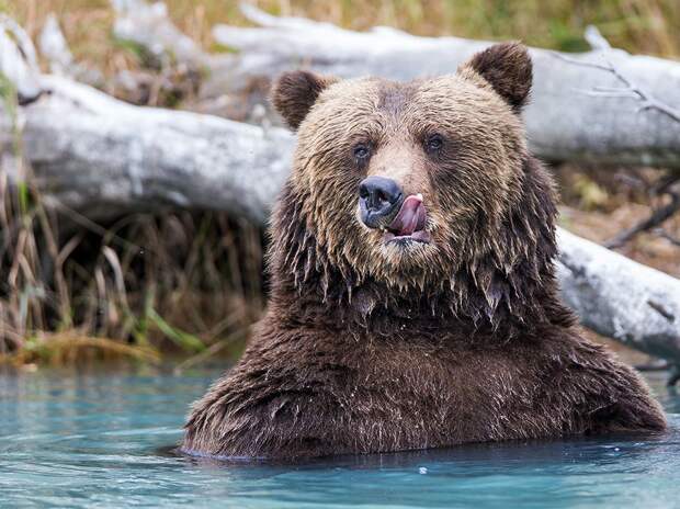 Медведь в Национальном парке и заповеднике Озеро Кларк, Аляска