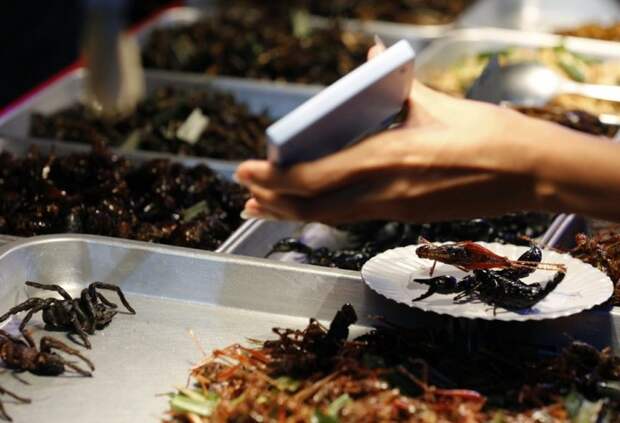 Как в Таиланде разводят съедобных насекомых (13)