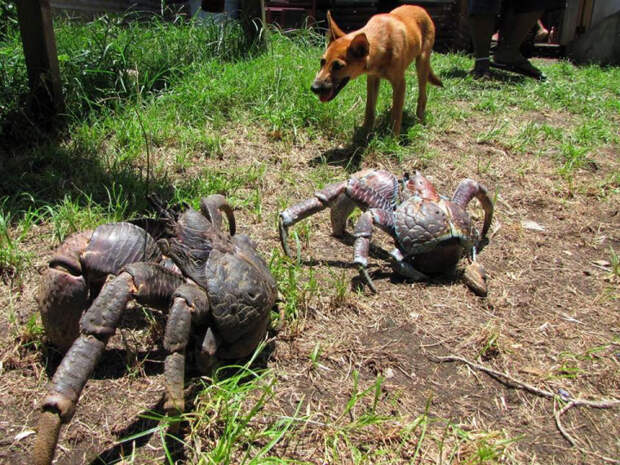 гигантский краб, пальмовый вор 