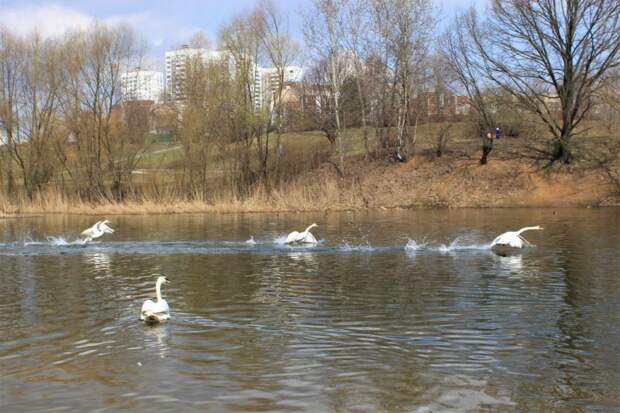 Лебеди вернулись после зимовки на Пенягинский пруд