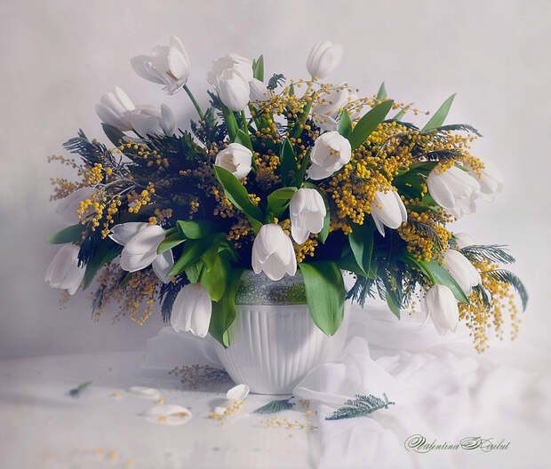 Валентина Корибут Белые тюльпаны мимоза Натюрморты (700x597, 164Kb)